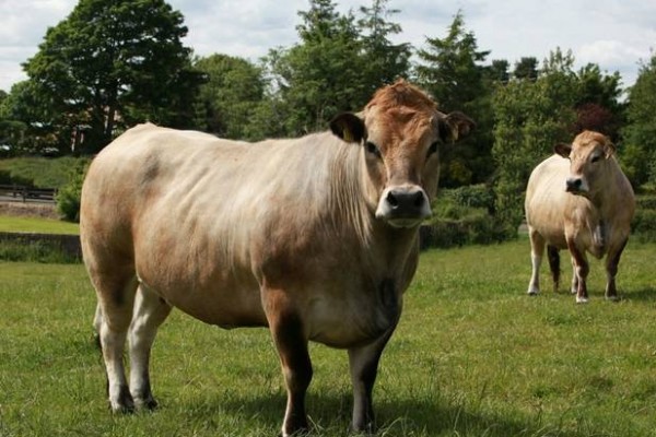 AUBRAC CATTLE - COOPERATIVA LANGUIRU LTDA